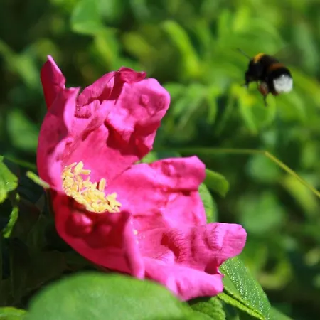 Villa Strandeck Ferienwohnung 02 Binz